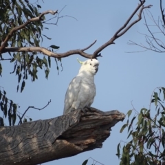 Cacatua galerita at O'Malley, ACT - 19 Jan 2020