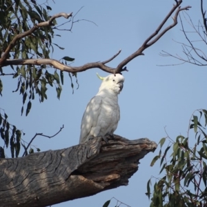 Cacatua galerita at O'Malley, ACT - 19 Jan 2020 08:42 AM