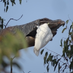 Cacatua galerita at O'Malley, ACT - 19 Jan 2020 08:42 AM