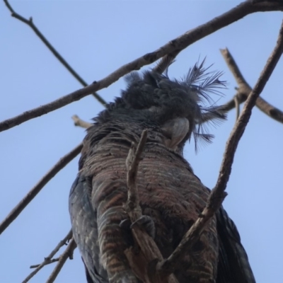 Callocephalon fimbriatum (Gang-gang Cockatoo) at O'Malley, ACT - 18 Jan 2020 by Mike