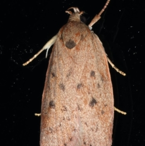 Euchaetis cryptorrhoda at Lilli Pilli, NSW - 17 Jan 2020