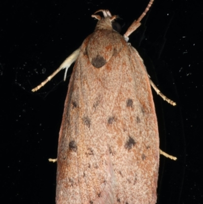 Euchaetis cryptorrhoda (Wingia Group Moth) at Lilli Pilli, NSW - 17 Jan 2020 by jbromilow50