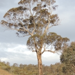 Eucalyptus melliodora (Yellow Box) at Gigerline Nature Reserve - 15 Dec 2019 by michaelb