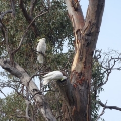 Cacatua galerita (Sulphur-crested Cockatoo) at Mount Mugga Mugga - 18 Jan 2020 by Mike