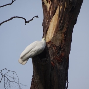 Cacatua galerita at O'Malley, ACT - 19 Jan 2020