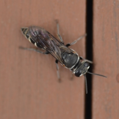 Crabroninae (subfamily) (Unidentified solitary wasp) at Wamboin, NSW - 3 Jan 2020 by natureguy