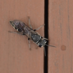 Crabroninae (subfamily) at Wamboin, NSW - 3 Jan 2020