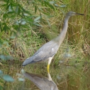 Egretta novaehollandiae at O'Malley, ACT - 19 Jan 2020 09:12 AM