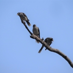 Manorina melanocephala (Noisy Miner) at O'Malley, ACT - 18 Jan 2020 by Mike