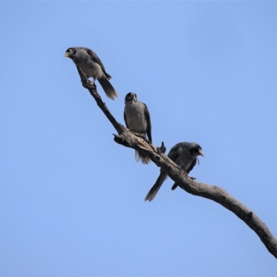 Manorina melanocephala (Noisy Miner) at O'Malley, ACT - 18 Jan 2020 by Mike