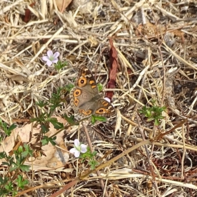 Junonia villida (Meadow Argus) at O'Malley, ACT - 19 Jan 2020 by Mike