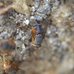 Calliphora sp. (genus) (Unidentified blowfly) at Wamboin, NSW - 3 Jan 2020 by natureguy