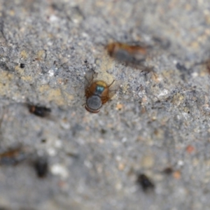 Calliphora sp. (genus) at Wamboin, NSW - 3 Jan 2020