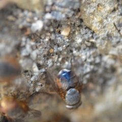 Calliphora sp. (genus) at Wamboin, NSW - 3 Jan 2020