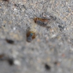 Calliphora stygia (Brown blowfly or Brown bomber) at QPRC LGA - 3 Jan 2020 by natureguy