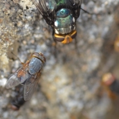 Calliphora sp. (genus) (Unidentified blowfly) at Wamboin, NSW - 3 Jan 2020 by natureguy