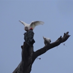 Cacatua sanguinea (Little Corella) at O'Malley, ACT - 19 Jan 2020 by Mike