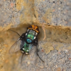 Rutilia (Ameniamima) argentifera (A Bristle fly) at Wamboin, NSW - 3 Jan 2020 by natureguy