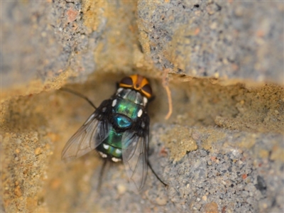 Rutilia (Ameniamima) argentifera (A Bristle fly) at Wamboin, NSW - 3 Jan 2020 by natureguy