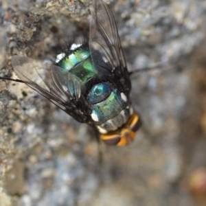 Rutilia (Ameniamima) argentifera at Wamboin, NSW - 3 Jan 2020 08:41 PM