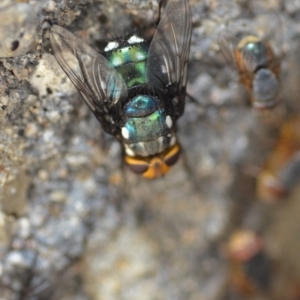 Rutilia (Ameniamima) argentifera at Wamboin, NSW - 3 Jan 2020 08:41 PM