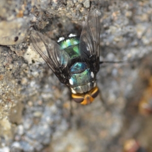 Rutilia (Ameniamima) argentifera at Wamboin, NSW - 3 Jan 2020 08:41 PM