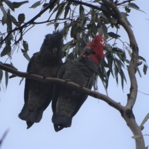 Callocephalon fimbriatum at O'Malley, ACT - 20 Jan 2020