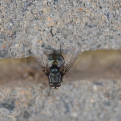 Chetogaster sp. (genus) (Bristle fly) at Wamboin, NSW - 3 Jan 2020 by natureguy