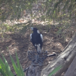 Gymnorhina tibicen at Wamboin, NSW - 3 Jan 2020