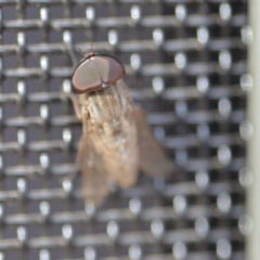 Tabanidae (family) (Unidentified march or horse fly) at QPRC LGA - 3 Jan 2020 by natureguy