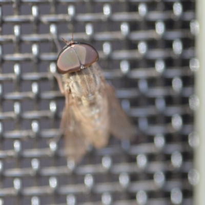 Tabanidae (family) (Unidentified march or horse fly) at Wamboin, NSW - 3 Jan 2020 by natureguy