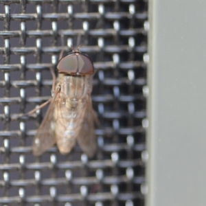 Tabanidae (family) at Wamboin, NSW - 3 Jan 2020 08:43 PM