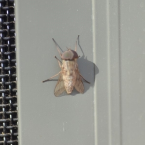 Tabanidae (family) at Wamboin, NSW - 3 Jan 2020