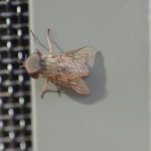 Tabanidae (family) at Wamboin, NSW - 3 Jan 2020