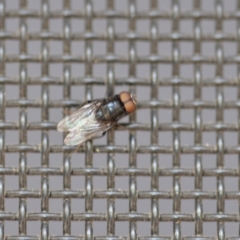 Muscidae (family) (Unidentified muscid fly) at Wamboin, NSW - 3 Jan 2020 by natureguy