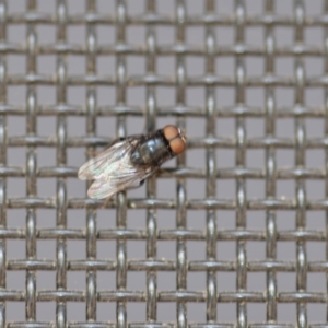 Muscidae (family) at Wamboin, NSW - 3 Jan 2020