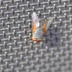 Calliphora sp. (genus) (Unidentified blowfly) at QPRC LGA - 3 Jan 2020 by natureguy