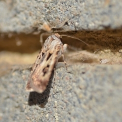 Agrotis munda (Brown Cutworm) at QPRC LGA - 3 Jan 2020 by natureguy