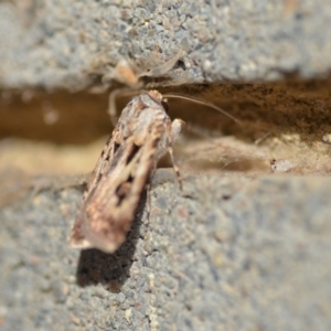 Agrotis munda at Wamboin, NSW - 3 Jan 2020