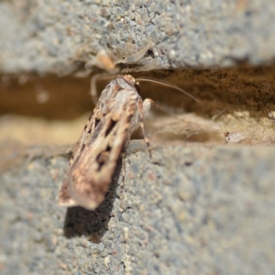 Agrotis munda (Brown Cutworm) at Wamboin, NSW - 3 Jan 2020 by natureguy