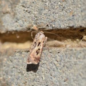 Agrotis munda at Wamboin, NSW - 3 Jan 2020