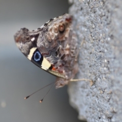 Vanessa itea (Yellow Admiral) at Wamboin, NSW - 3 Jan 2020 by natureguy