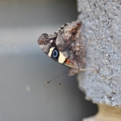 Vanessa itea at Wamboin, NSW - 3 Jan 2020