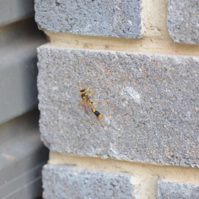 Sceliphron laetum (Common mud dauber wasp) at QPRC LGA - 3 Jan 2020 by natureguy