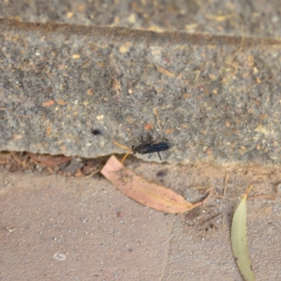 Fabriogenia sp. (genus) (Spider wasp) at QPRC LGA - 3 Jan 2020 by natureguy
