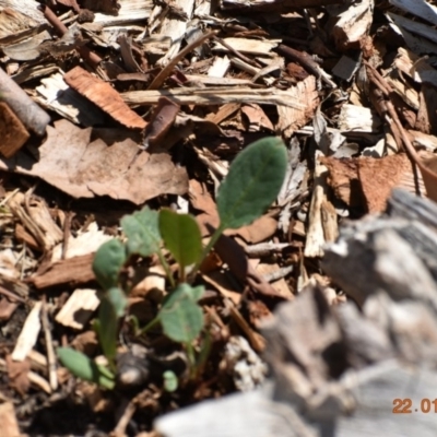 Unidentified Plant at Weston, ACT - 21 Jan 2020 by AliceH