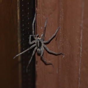 Lycosidae (family) at Wamboin, NSW - 4 Jan 2020