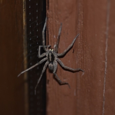 Lycosidae (family) (Unidentified wolf spider) at Wamboin, NSW - 3 Jan 2020 by natureguy