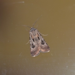 Agrotis munda (Brown Cutworm) at Wamboin, NSW - 4 Jan 2020 by natureguy