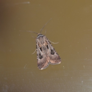 Agrotis munda at Wamboin, NSW - 4 Jan 2020 02:38 AM